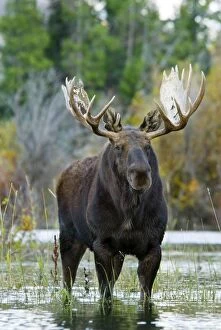 Images Dated 28th September 2007: Moose - Bull - Autumn - Western USA _B2C1532