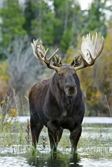 Stock Prints: Moose - Bull - Autumn - Western USA _B2C1532