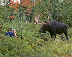 Alces Gallery: Moose - bull with photographer