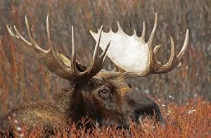 Images Dated 20th October 2010: Moose - Bull, Wyoming, USA