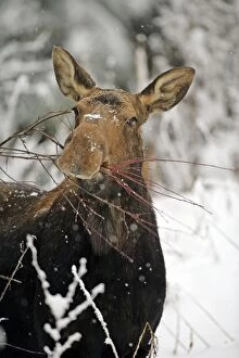 Alces Gallery: Moose Cow browsing on willow branches in deep snow