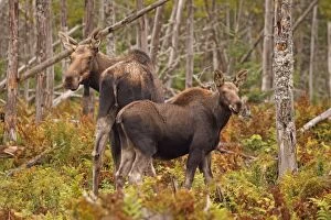 Images Dated 24th September 2009: Moose - cow and calf -Gros Morne National Park - Canada