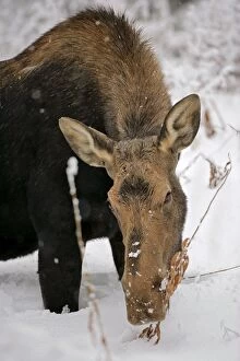 Alces Gallery: Moose Cow feeding on plant in deep snow
