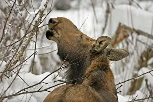 Alces Gallery: Moose Cow feeding on willow branches in winter