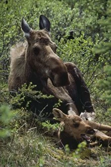 Images Dated 9th December 2010: Moose - cow resting with calf  