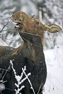 Alces Gallery: Moose Cow standing in deep snow, feeding on willow branches