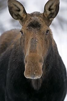 Alces Gallery: Moose Cow standing in deep snow, portrait closeup