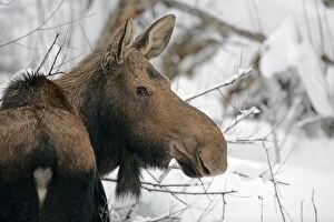 Alces Gallery: Moose Cow standing willows in deep snow, portrait closeu