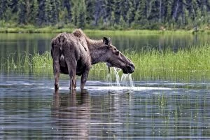 Images Dated 15th July 2012: Moose / Elk cow feeding in lake Boreal Forest, Yukon