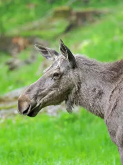 Alces Gallery: Moose or Elk. Enclosure in the Bavarian Forest National