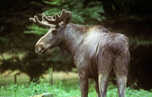 Scandinavia Collection: Moose / Elk - male - Sweden