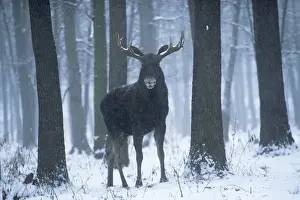 Moose / Elk - in snow - Europe