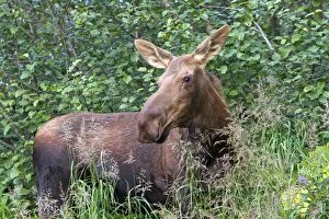 Alces Gallery: Moose - female