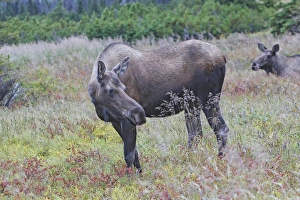 Photo Couleur Gallery: MOOSE