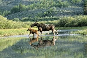 MOOSE - female / cow with calf, crossing water