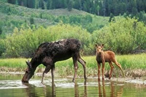 MOOSE - female / cow drinking, with calf