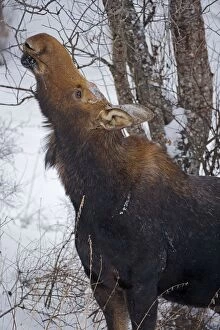 Alces Gallery: Moose - female / cow feeding on branches in winter