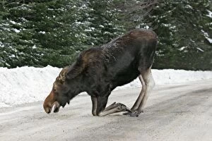Moose - female kneeling, licking salt / mineral deposits from road