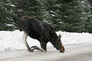 Moose - female licking salt / mineral deposits from road