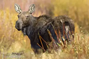 Moose Female looking back over shoulder Grand Teton NP USA