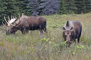 Mammifere Collection: Moose - Female and male 5-7 years - Seward Peninsula - Alaska