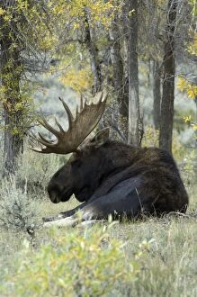 Moose - Large bull lying down