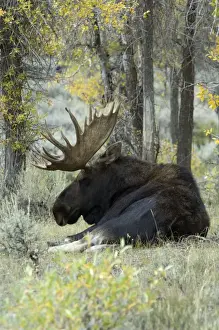 Moose Large bull lying down Grand Teton NP USA
