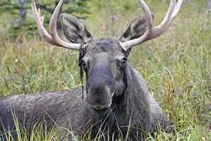 Moose - male about 3 years - losing his velvet - Seward Peninsula - Alaska