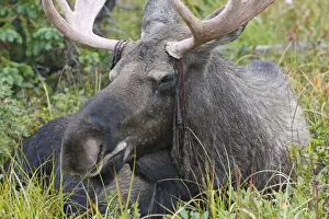 Moose - male about 3 years - losing his velvet - Seward Peninsula - Alaska