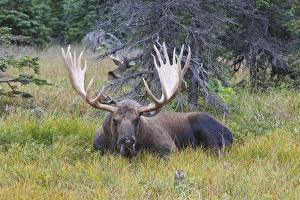 Photo Couleur Gallery: MOOSE