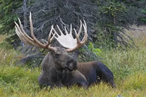 Moose - male 5-7 years old - Seward Peninsula - Alaska