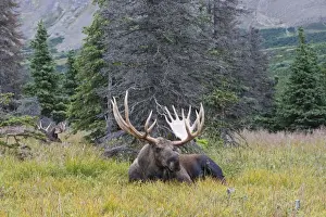 Moose - male 5-7 years old - Seward Peninsula - Alaska