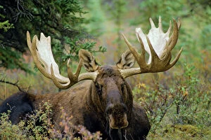 Images Dated 16th August 2006: Moose - male Denali National Park, Alaska. MM129