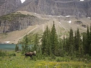 Images Dated 17th September 2011: Moose - male - Glacier National Park - Canada