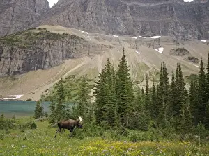 Elks Prints: Moose - male - Glacier National Park - Canada