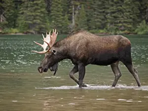 Adults Prints: Moose - male in water - Waterton Lakes National Park - Canada