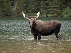 Moose - male in water - Waterton Lakes National Park - Canada