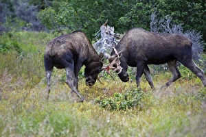 Photo Couleur Gallery: MOOSE