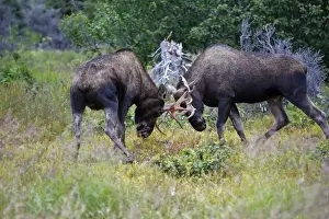 Competition Prints: Moose - males approximately 2 to 3 years old - fighting - Alaska