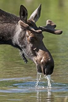 Alces Gallery: Moose - in pond dribbling water
