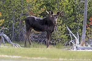 Images Dated 8th June 2013: Moose - subadult male with velvet on antlers Yellowstone