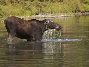 Moose - in water - Waterton Lakes National Park - Canada