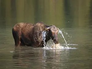 Moose - in water - Waterton Lakes National Park - Canada
