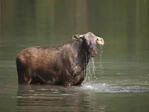 Moose - in water - Waterton Lakes National Park - Canada
