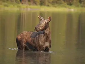 Moose - in water - Waterton Lakes National Park - Canada