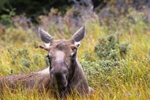 Mammifere Collection: Moose - under a year old - Seward Peninsula - Alaska