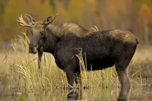 Moose - young bull male - Tupper Lake - Adirondack Mountains - New York - USA