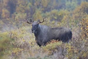 Toed Gallery: Moose young bull in moorland Jaemtland, Sweden