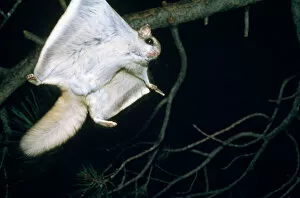 MOP-4 Northern Flying Squirrel - flying