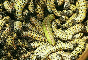 Lepidoptera Gallery: Mopane Emperor MOTH - Caterpillars / worms gathered for food